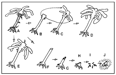 survey03: Recovery and die-back of a stalked kelp