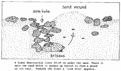 Diagram of giant heart urchin