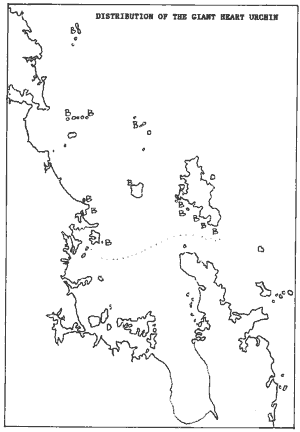 Distribution of Brissus gigas