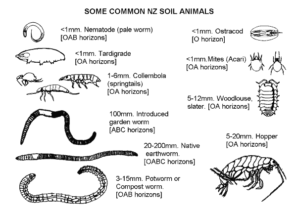 common soil animals