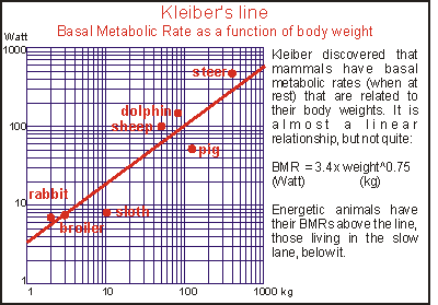 Kleiber's line, metabolic rate