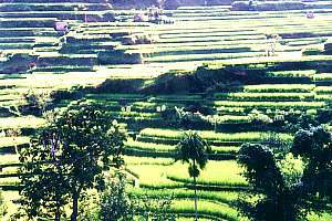 terraced padi culture