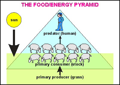 The food/energy pyramid