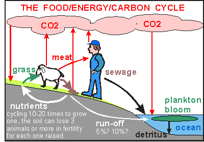 food cycle on the farm