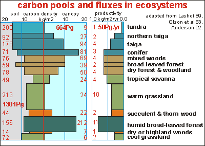 carbon pools and fluxes