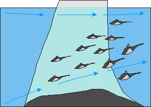 hang gliding Short-tailed stingray (Dasyatis brevicaudata)