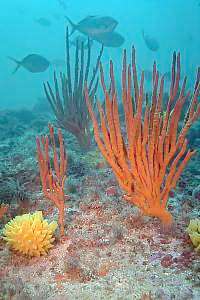 deep reef finger sponges