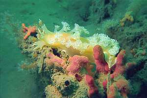 Tritonia incerta nudibranch seaslug