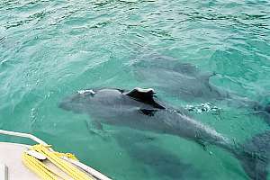 f011221: propeller strike on bottlenose dolphin