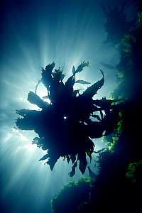 f012813: sunlight obscured by kelp
