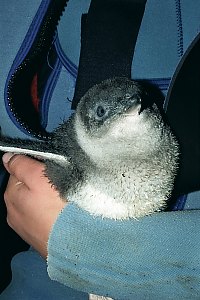 f015333: fledgling blue penguin chick