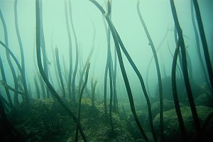 f016803: dead kelp forest (Ecklonia radiata)