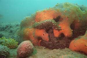 sea cucumbers cleaning sponges