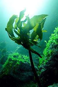 stalked kelp Ecklonia radiata
