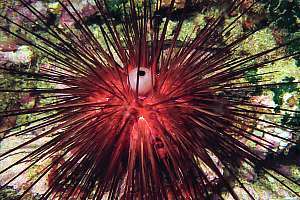needle urchin Diadema palmeri