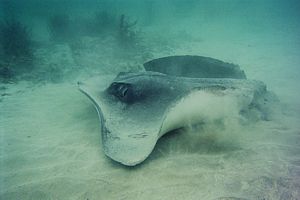Large short-tailed stingray, its tail cut off