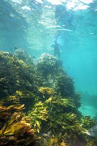 zoned seaweed community