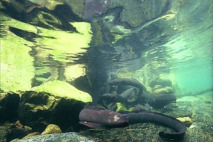 f027502: longfinned eels swimming