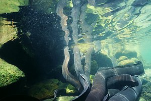 f027503: longfinned eels waiting to be fed