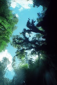 f027625: a fish eye view of the forest canopy