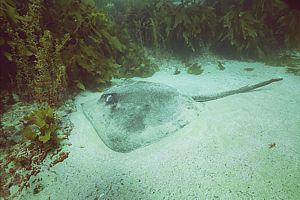 Shorttailed sting ray does not bother to burrow