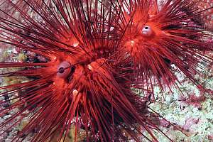 needle urchin Diadema palmeri