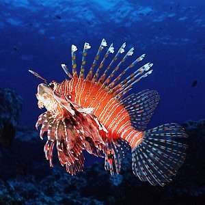 f031820: A mature lionfish (firefish) (Pterois volitans)