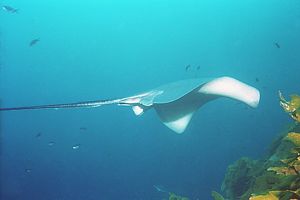 Long tailed sting ray