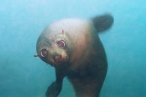 f035222: a mother fur seal (Arctocephalus forsteri)
