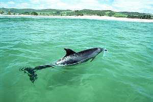 f202936: large bottlenose dolphin in shallow water