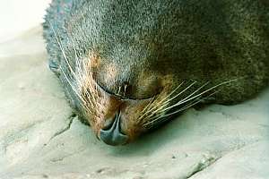 f210210: New Zealand fur seal (Arctocephalus forsteri)  sleeping