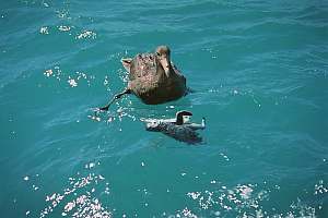 f210321: giant petrel demolishes dead penguin