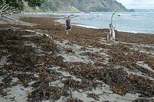 huge kelp washup Goat Island beach