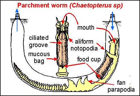 diagram of parchment worm