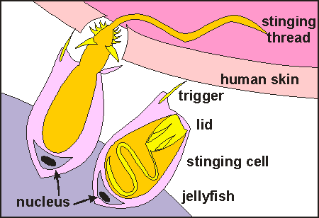 Diagram of cnidoblast