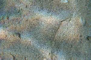 sand sole (Peltorhamphus sp.)