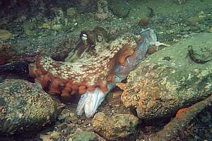 an octopus scavenging a conger eel