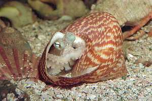 one of the smallest species of octopus