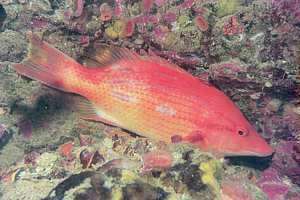 female red pigfish (Bodianus unimaculatus) sleeping