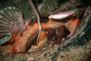 mating arm of male octopus entering body bag of female