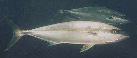 Emaciated kingfish