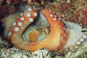 female octopus guarding her eggs