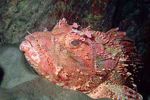 northern scorpionfish (Scorpaena cardinalis)
