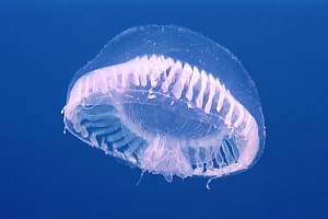f029609: unidentified jellyfish