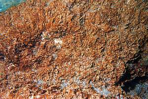 Ostreopsis slime infestation