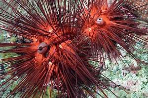 needle urchins (Diadema palmeri)