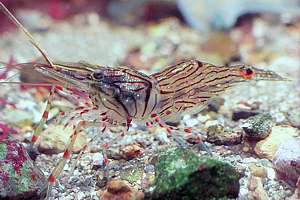 common shrimp (Palaemon affinis)