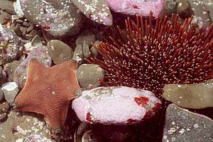 cryptic hidden sea urchin kina