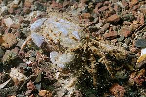 bighand crab (Heterozius rotundifrons)