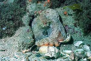 a well camouflaged octopus outside its den
